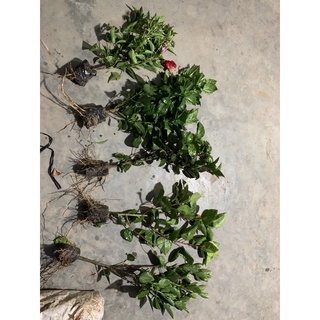 Hoa râm bụt các màu