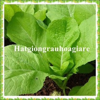 Hạt giống rau cải mơ tặng kèm kích mầm
