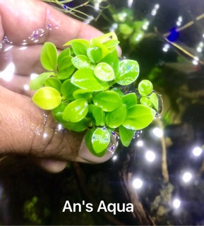 Cây thuỷ sinh - Ráy Nana Gold mini