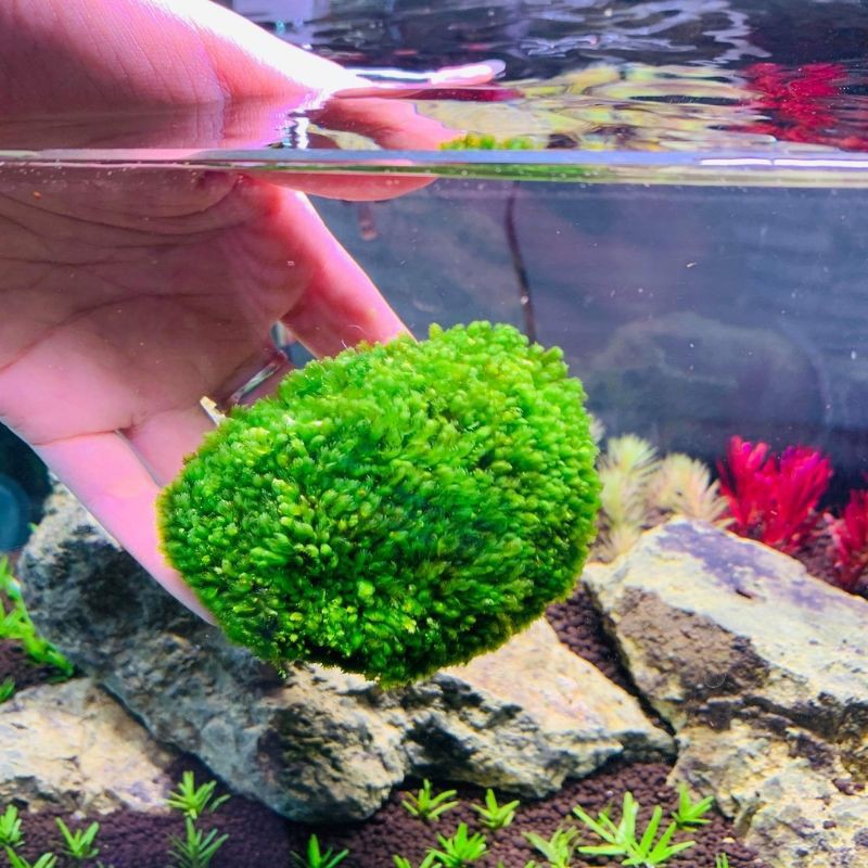 RÊU MINIFISH BÁM ĐÁ [ Trang Trí Thủy Sinh ]