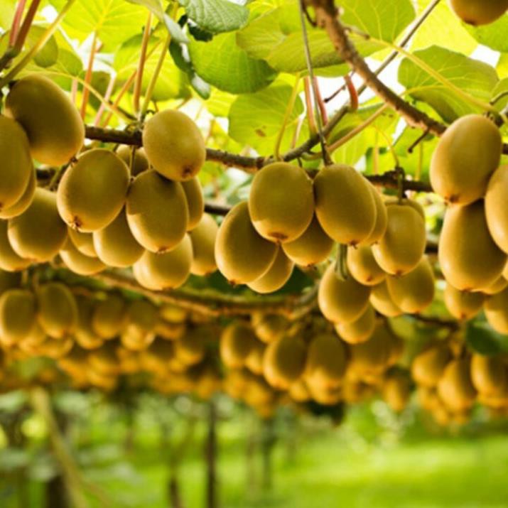 Cây kiwi ruột vàng + Tặng  phân hữu cơ cao cấp
