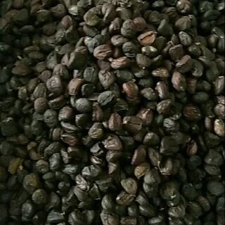 Hạt dổi rừng đặc biệt