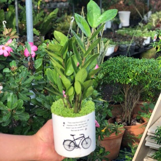 Chậu sứ kim tiền may mắn