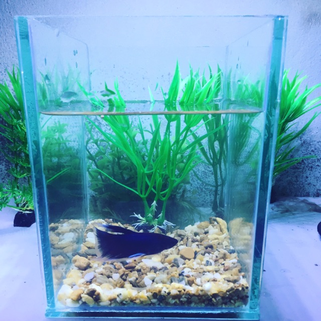 Bể cá betta mini(tặng sỏi nền + thức ăn betta)