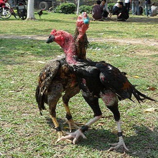 Bịt cựa cho gà đá hàng Thái Lan