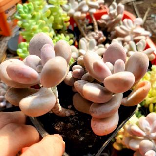 Sen đá sỏi hồng