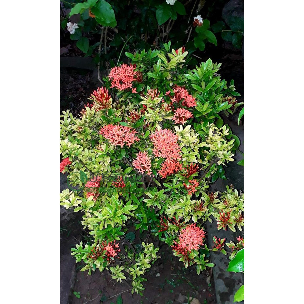 Cây giống Hoa Mẫu Đơn