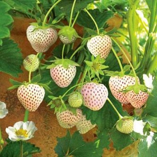 [200 Hạt Giống] Dâu Tây Màu Bạch Tuyết ( 1009)