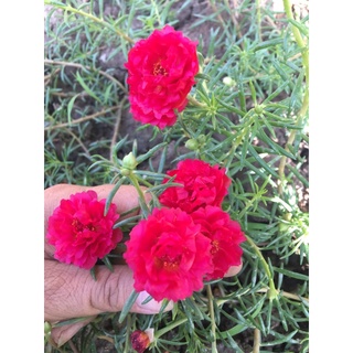 Combo 30 cành mười giờ màu đỏ
