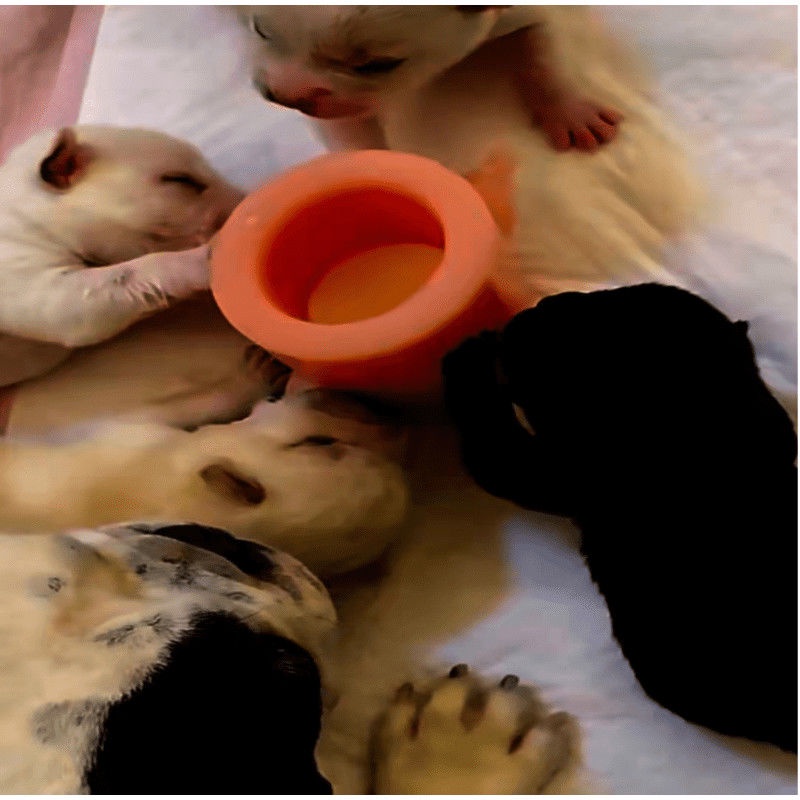 Tô silicone Cho Thú Cưng Uống Sữa Tiện Dụng