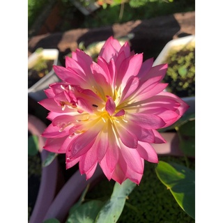 Mini siêu nụ Pink butterfly