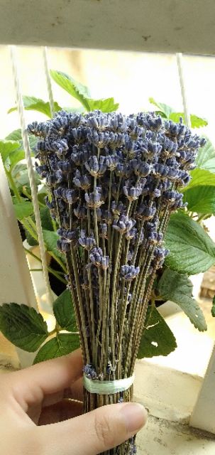 Hoa lavender khô - Oải hương 2k/1 cành