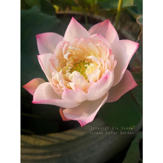 Củ sen vàng hồng Irristable Charm