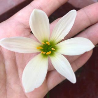 1 củ huệ mưa màu trắng