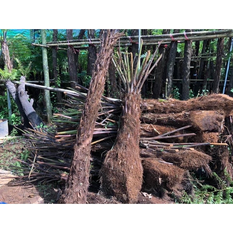 DƯƠNG XỈ CỔ ĐẠI