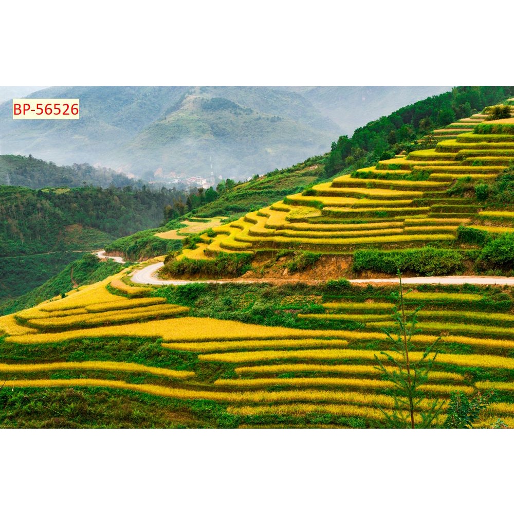 Tranh dán tường Việt Nam 3D Màu sắc tươi sáng, độ sắc nét cao, độ bền màu từ 10 năm trở lên