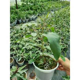 Cây giống Bạch đàn chanh