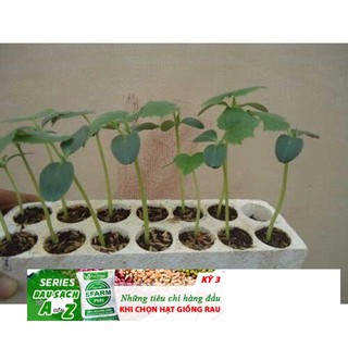 Hạt Giống Dưa Lưới Xanh - 10 hạt
