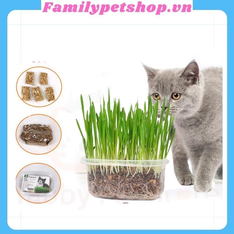 Hạt giống cỏ mèo-bộ trồng cỏ cho mèo-familypetshop.vn