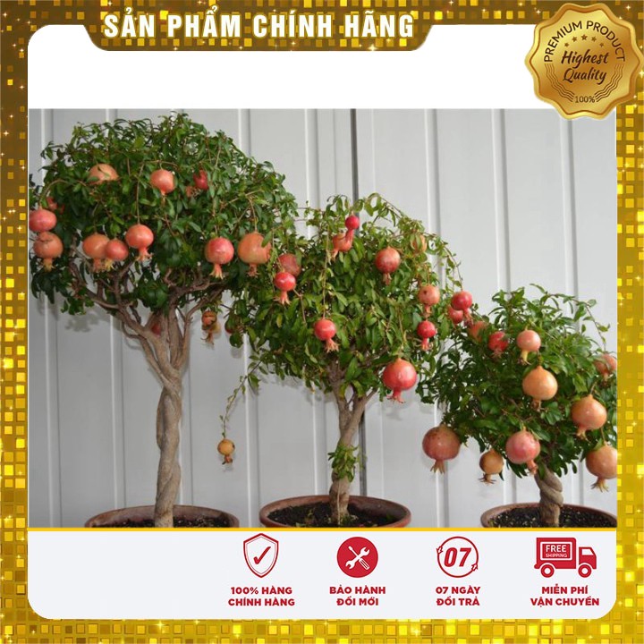 HẠT GIỐNG CÂY LỰU LÙN - GÓI 10 HẠT