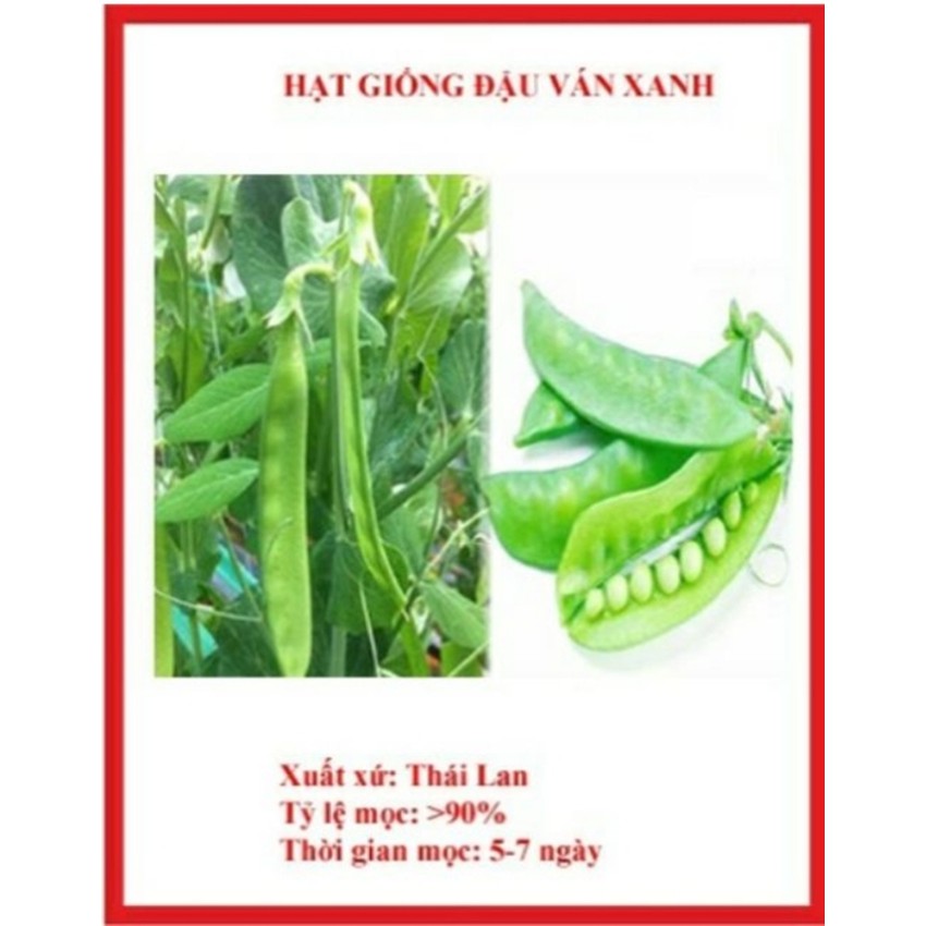 Hạt Giống Đậu Ván Xanh 