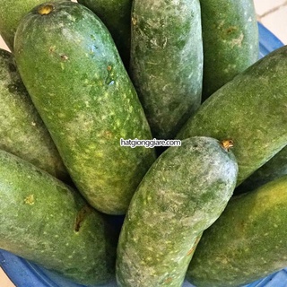 15 HẠT - HẠT GIỐNG BÍ ĐAO CHANH