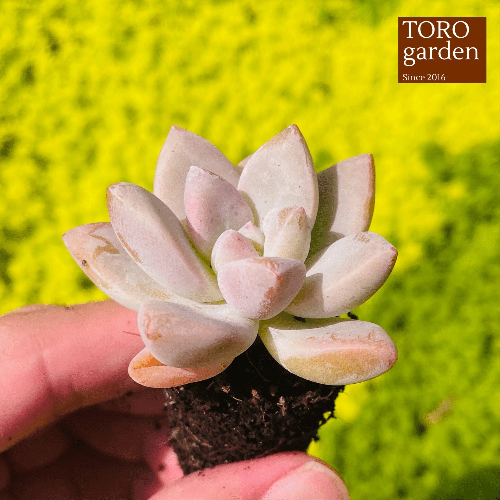 Sen đá pink gem Đà Lạt size mini cây cảnh trang trí nhà cửa Toro garden