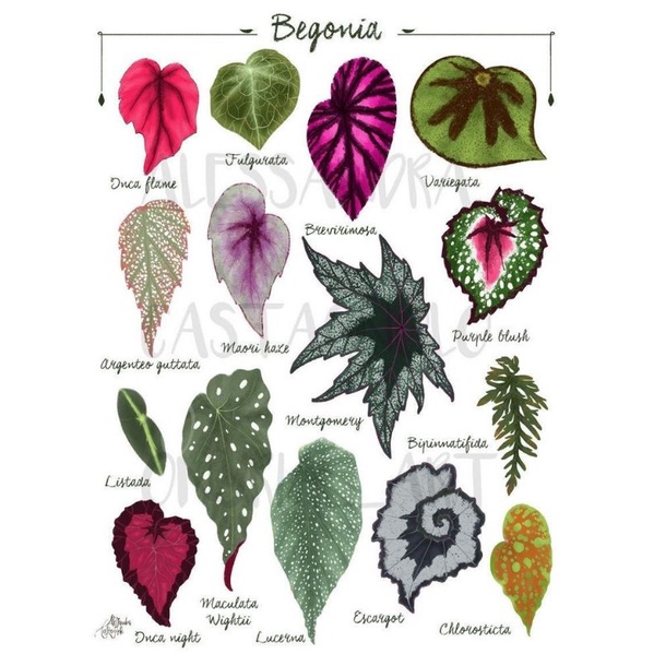 Chậu cứng Thu hải đường các loại