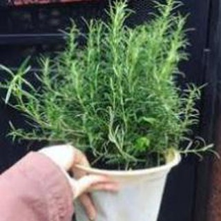 100 hạt giống hương thảo đuổi muỗi