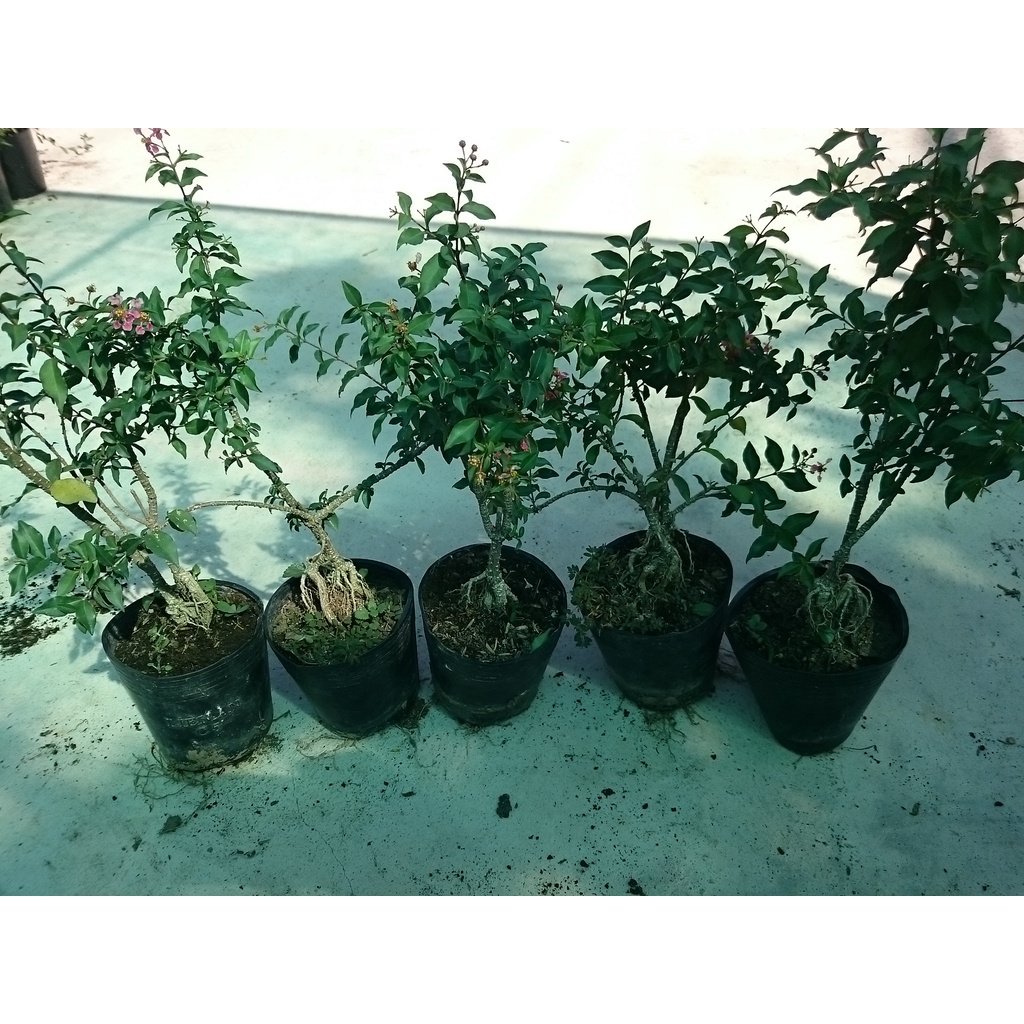 Cây Hồng Ngọc Mai Bonsai - cây cảnh bonsai - caykiengsadec