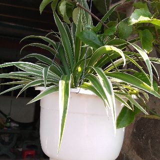 Combo 2 Cây mẫu tử (cây con)