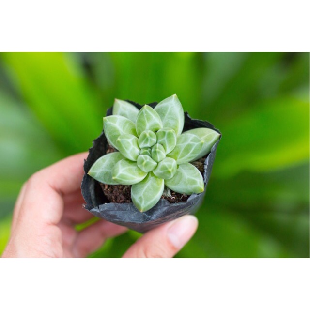 Sen đá kim cương trắng 3-5cm