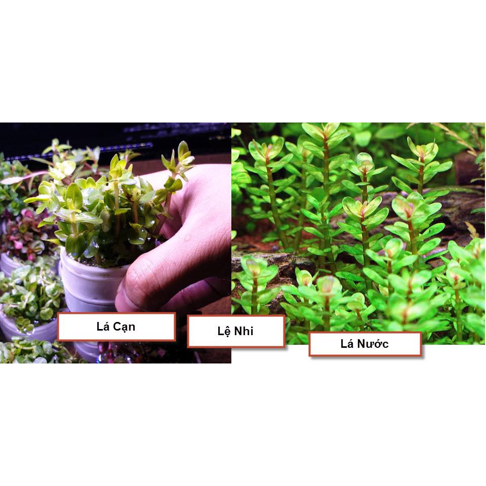 Cây Lệ Nhi | Cây Thuỷ Sinh Dễ Trồng - Không cần CO2- 20k/15 ngọn