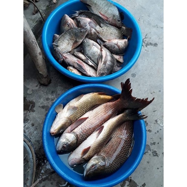 Mồi Câu cá Rô phi diêu hồng -trê