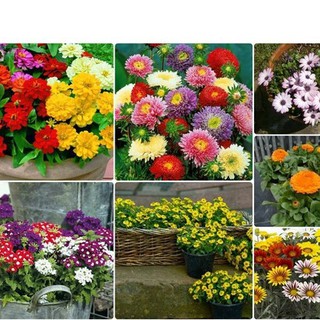 Combo 7 gói hạt giống hoa các loại - tặng 1 phân bón - HGT