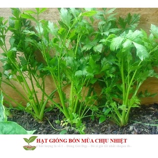Gói 200 hạt giống cần tây