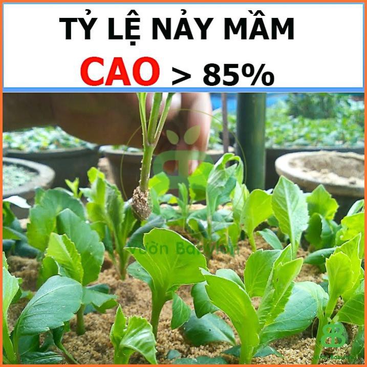 (NEW) Hạt Giống Hoa Thược Dược Đỏ Cánh Đơn Siêu Hoa