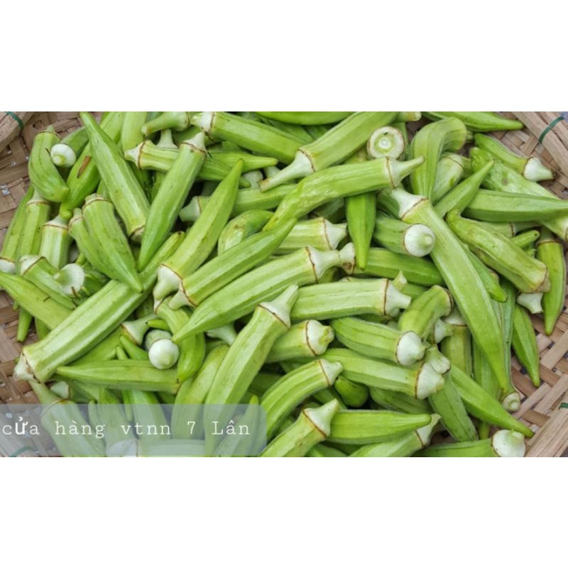 Hạt giống Đậu bắp SN 50gr