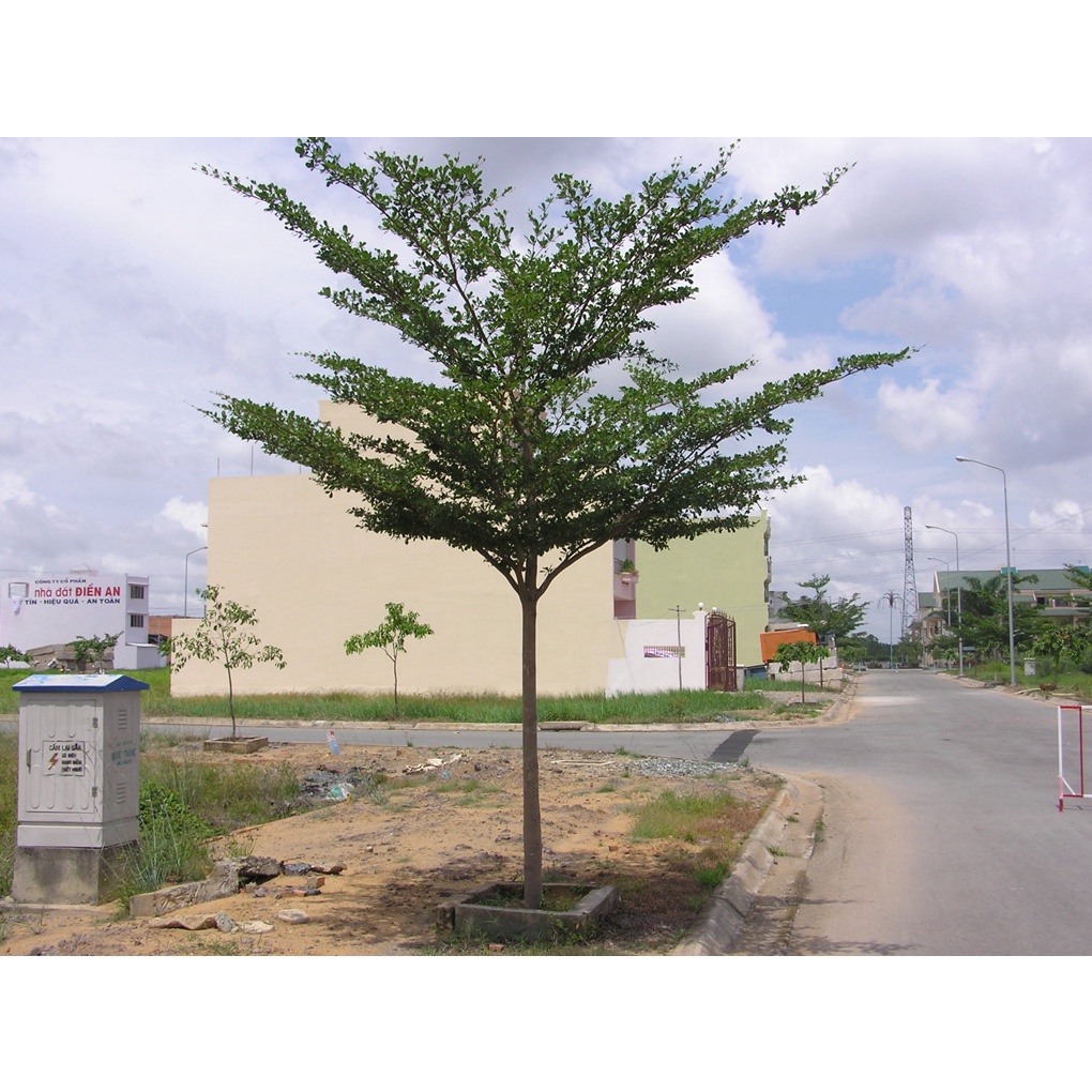 Cây Bàng Đài Loan - cây cảnh sân vườn