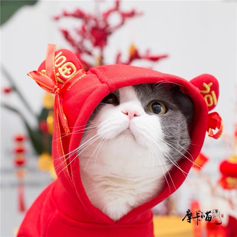 Hoodie tai mèo thần tài cho boss