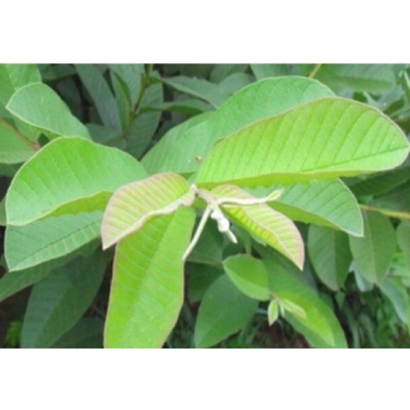 1kg lá ổi tươi