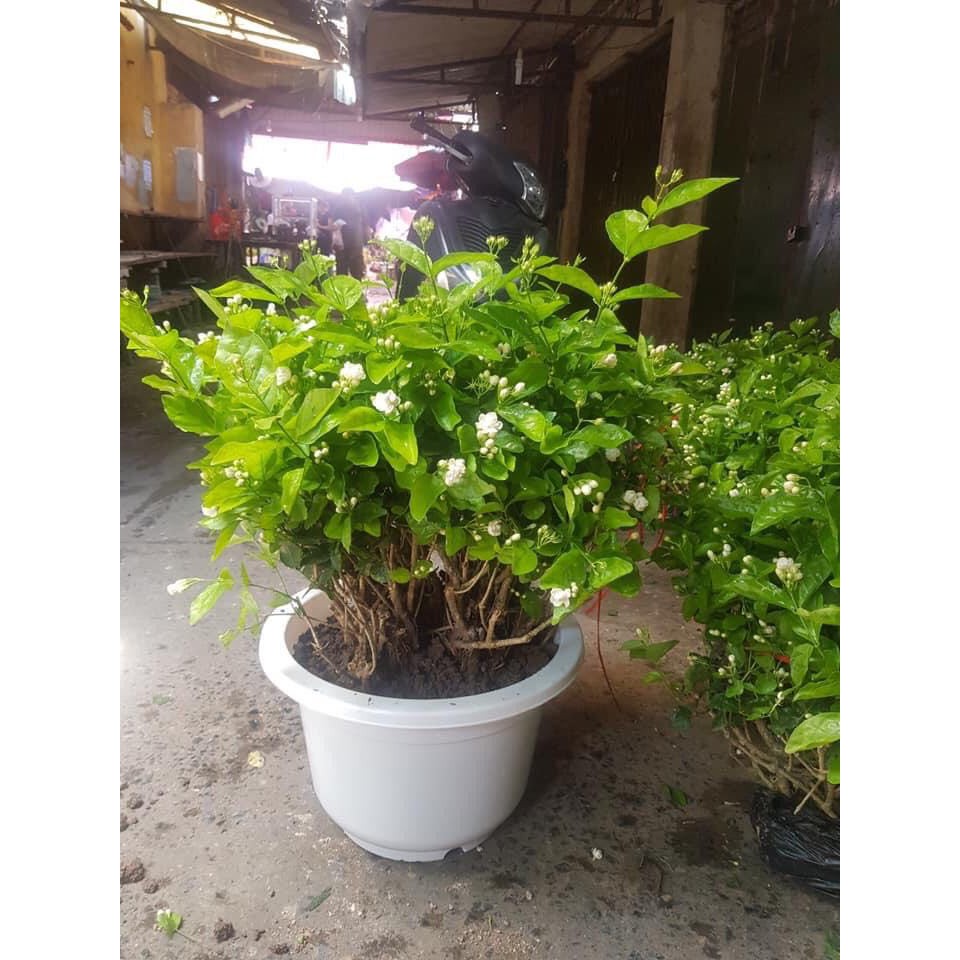 (Tặng 1kg phân trùn) Bụi Hoa Nhài cỡ trung, đang có hàng trăm nụ hoa