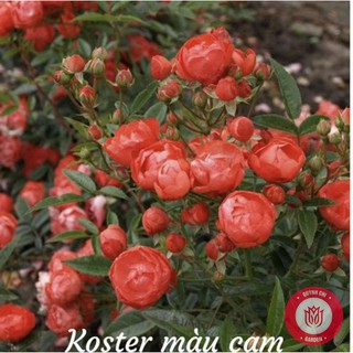 Cành Chiết Hồng Trứng Đỏ Cam Cành Chiết Hoa Hồng