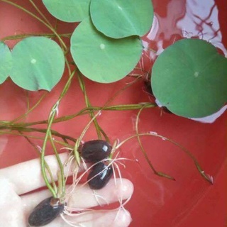 Hạt Giống Sen Mini Nhật 5 Màu Dễ Trồng (5 Hạt)