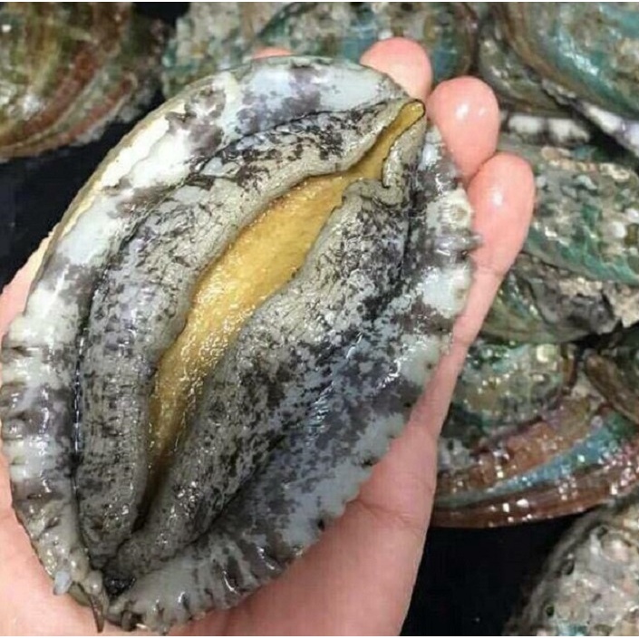 Bào Ngư Hàn Quốc Tươi Nhập Khẩu Green Good Chế Biến Nướng, Cháo, Hầm 1Kg