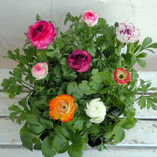 Bộ 5 củ hoa hồng mao lương. tím cam trắng hồng vàng - kèm 5 viên nén ươm củ