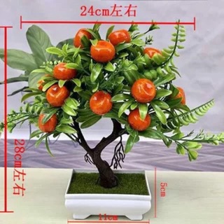 Cây bon sai trang trí phòng khách