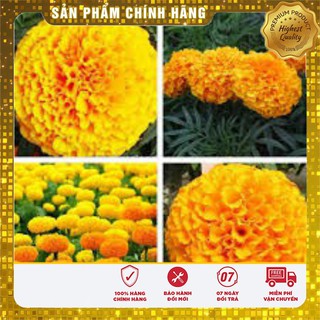 Hạt Giống Hoa Cúc Vạn Thọ Mỹ Mix -50 hạt
