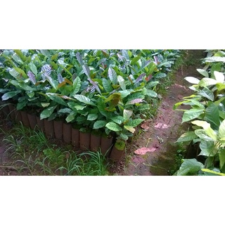 Cây Cà Phê giống Arabica.