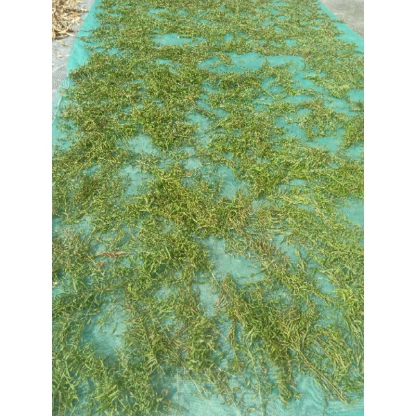 1kg cây dương xỉ khô